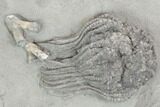 Crinoid (Platycrinites) With Coral - Crawfordsville, Indiana #125925-2